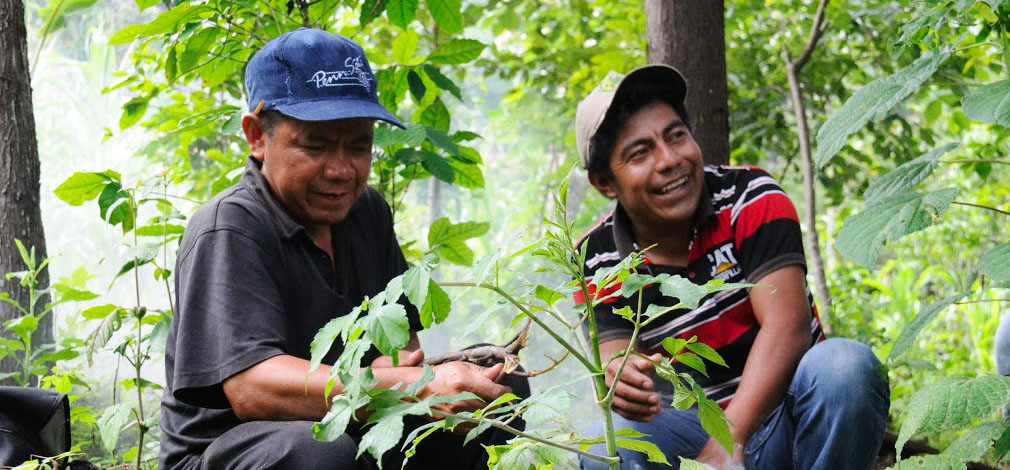 Beekeeping for Coffee Farmers in Guatemala Pueblo a